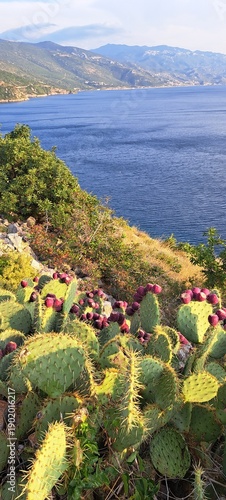 Blooming cacti in the foreground with sea and mountains in the background   Bright desert plants contrast with the serene coastal landscape under natural daylight, conveying beauty, nature, and travel