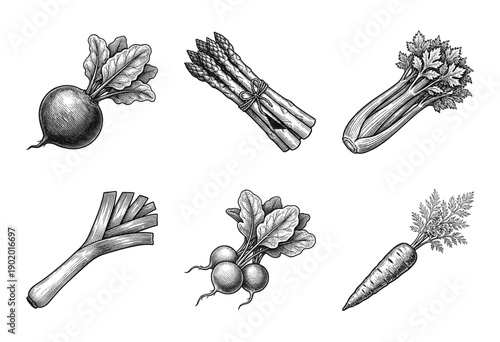 Collection of vintage hand drawn vegetable illustrations featuring beet asparagus celery leek radishes and carrot in a detailed woodcut engraving style