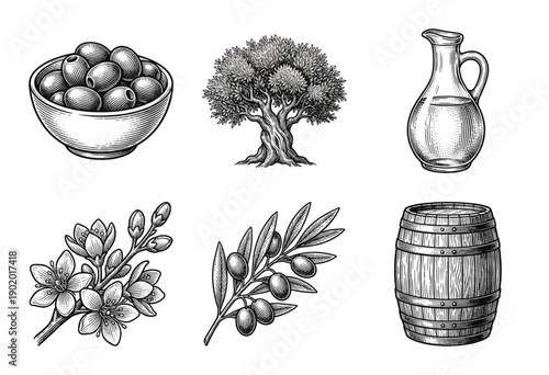 Vintage woodcut style collection of olive oil production elements including trees olives branches blossoms and wooden barrels