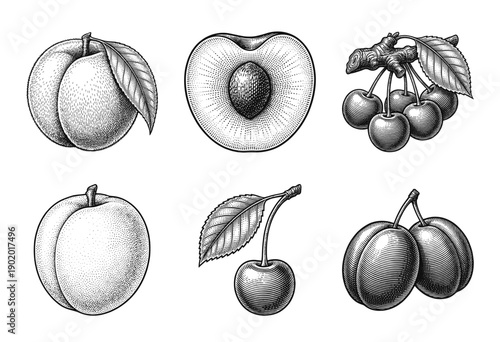 Set of stone fruit sketches featuring peaches, cherries, and plums in a vintage woodcut and stipple engraving style