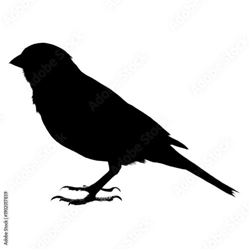 Silhouette of Canary Bird on white background.