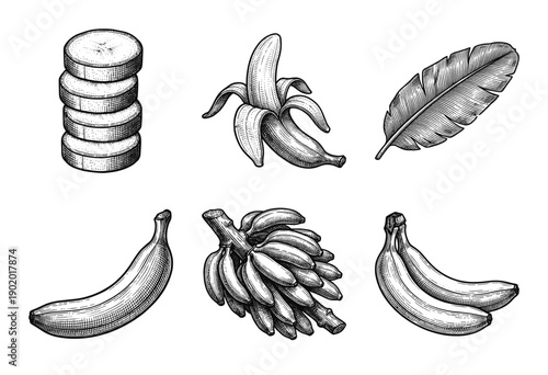 Vintage woodcut style banana botanical illustration set featuring whole fruit, peeled banana, slices, cluster, and tropical leaf.
