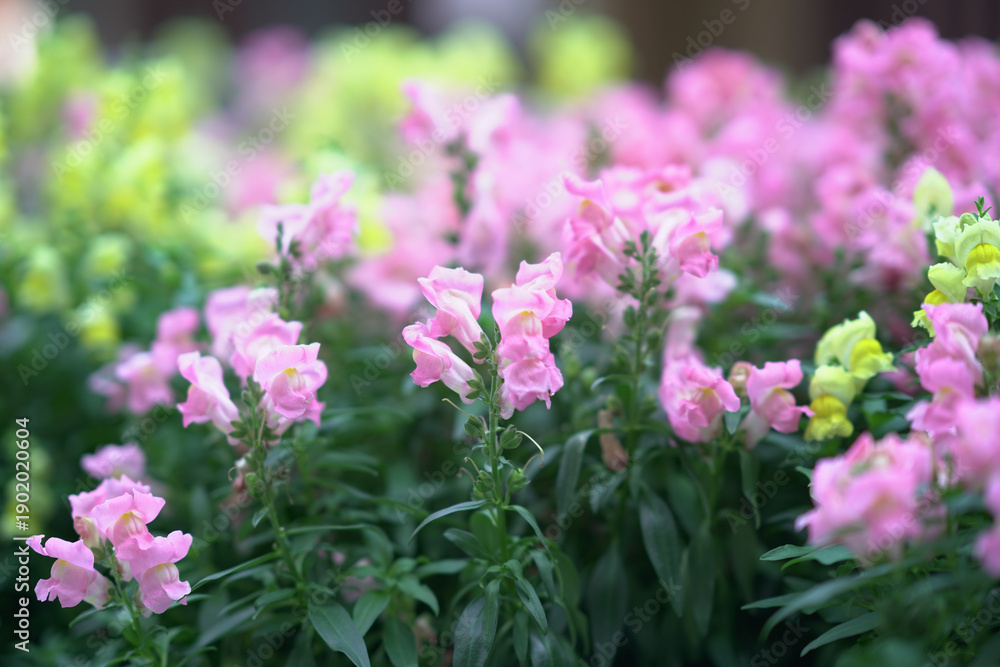 Fototapeta premium Soft Pink Blossoms Bloom Gently In Hong Kong Spring Garden