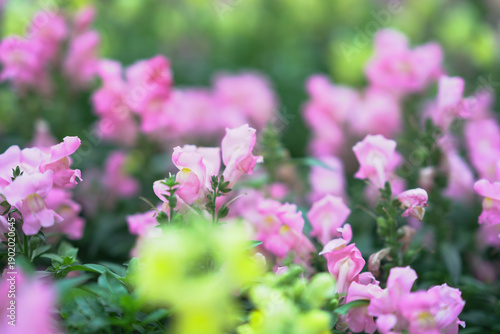 Photography Soft Pink Blossoms Bloom Gently In Hong Kong Spring Garden