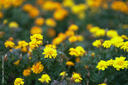 Photography Vibrant Yellow Spring Flowers Bloom Brightly Across Hong Kong Garden