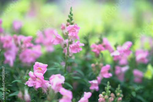 Photography Soft Pink Blossoms Bloom Gently In Hong Kong Spring Garden
