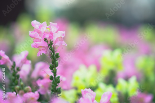 Photography Soft Pink Blossoms Bloom Gently In Hong Kong Spring Garden