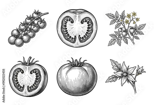 Botanical tomato collection featuring vintage woodcut illustrations of whole fruits, cross sections, cherry tomatoes on vine, and flowering branches