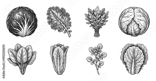 Vintage engraving style collection of leafy green vegetables featuring kale cabbage spinach lettuce and arugula line art on white.