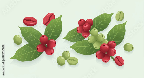 Clusters of red and green coffee berries and beans with leaves
