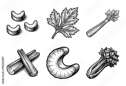 Celery vegetable set with whole stalks, sliced pieces, and leaves in a detailed black and white vintage woodcut engraving style.