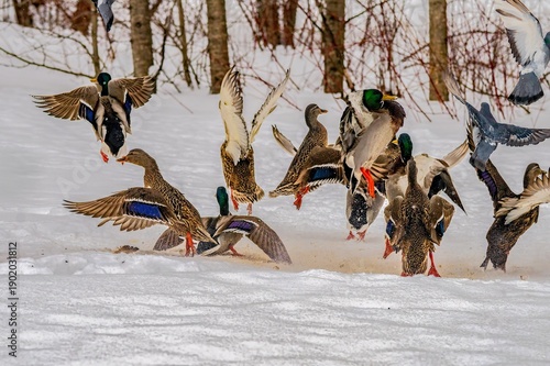 ducks in the snow