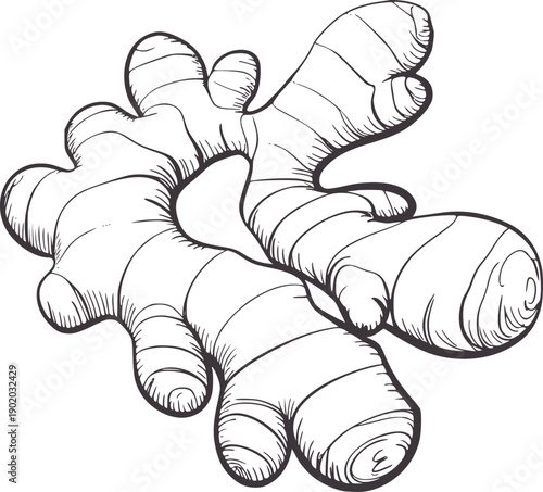 Minimalist pen and ink of a ginger root spice herb food