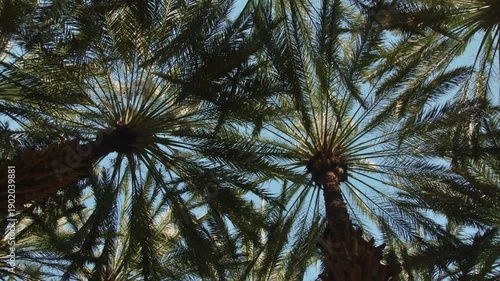 AlUla, Saudi Arabia – Peaceful Desert Oasis With Palm Groves, Green Gardens, Scenic Nature Landscapes