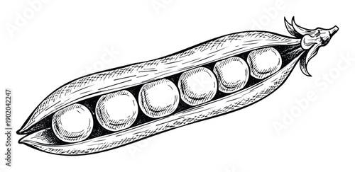 Hand drawn sketch of an open pea pod with five round peas inside, perfect for natural food packaging, farmers market branding, cookbook graphics, or healthy diet promotions