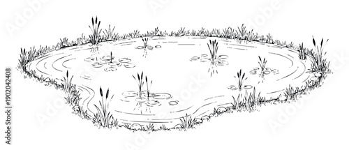 Hand drawn outline of a picturesque natural pond with thriving aquatic vegetation including floating water lily pads and tall cattail reeds lining its grassy shores, perfect for biology