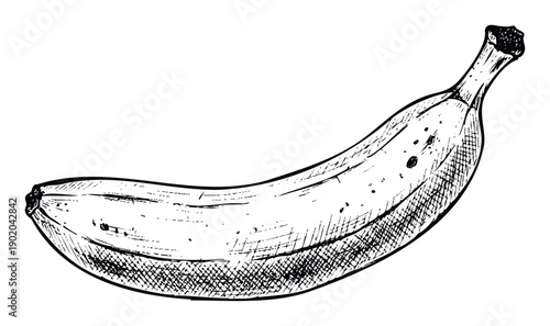 Handdrawn black and white banana sketch for use in food packaging healthy eating promotions or culinary themed graphic resources