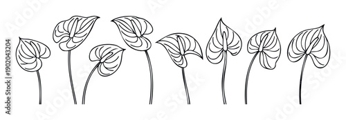 Monoline black anthurium flower outline drawings arranged in a horizontal row, perfect for modern botanical themed graphic projects, prints, or product packaging.