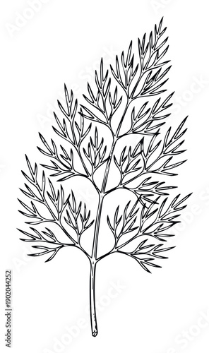 A fresh handdrawn botanical outline of a delicate feathery dill leaf, perfect for adding an organic touch to culinary publications, food packaging, or healthy lifestyle content.