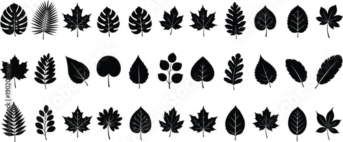 Black leaf silhouette collection with diverse botanical shapes, serrated, lobed, smooth, and compound vein patterns for educational guides, graphic design, digital art, and creative projects