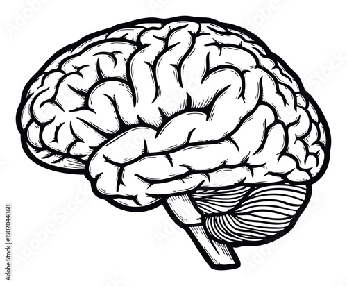 Detailed human brain drawing for medical education and neuroscience research symbolizing intelligence, thought, and mental health awareness for healthcare and educational materials