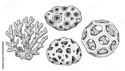 Detailed black and white line drawings of diverse organic and geometric forms including coral like structures, cellular aggregates, and complex radiolarian shapes perfect for educational