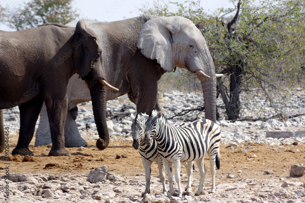 Fototapeta premium Animaux autour d'un point d'eau dans le parc national d'Etosha en Namibie 