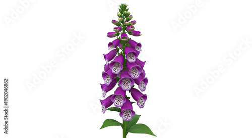Purple Foxglove Flower