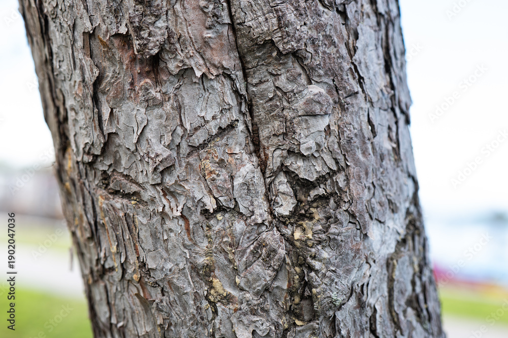 Fototapeta premium Focus on the rough texture of tree bark near a walking path by water