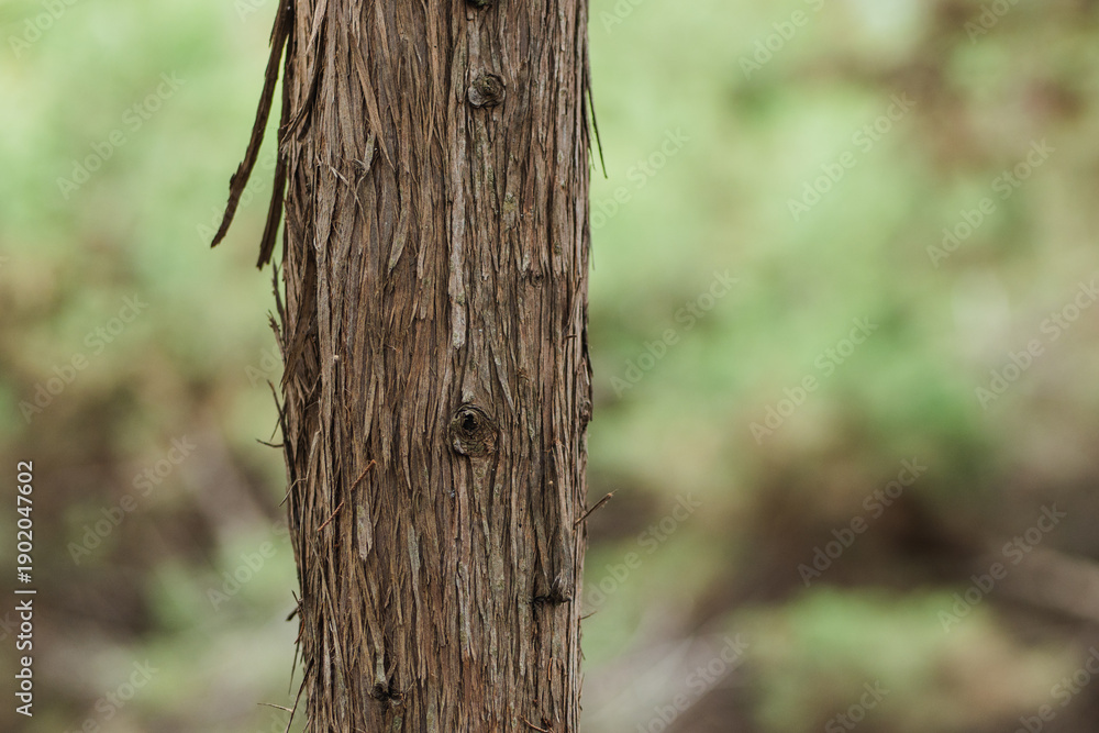 Fototapeta premium Wooden post shows texture in the forest during daytime