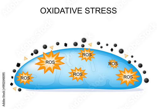 Oxidative Stress. Mitochondria, ROS, Free radicals, and cellular aging