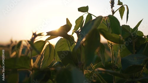 Green soy bean field at sunset. Lush green soy plants thriving in expansive nature. Close up of vibrant, healthy soy bean crops growing in green fields. Serene view of soy beans in green fields.