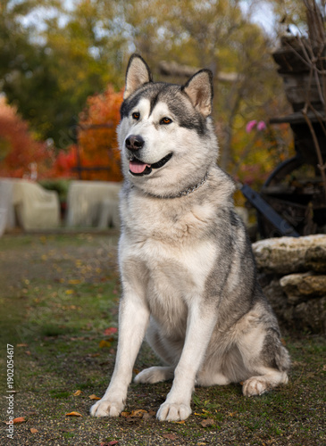 A funny Alaskan Malamute in a beautiful park in summer. A young Malamute in the park in autumn. A funny and sweet Alaskan Malamute poses for the camera. A photo shoot of a gorgeous Alaskan Malamute ag