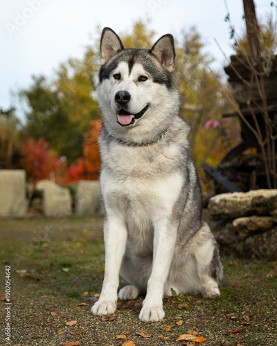 A funny Alaskan Malamute in a beautiful park in summer. A young Malamute in the park in autumn. A funny and sweet Alaskan Malamute poses for the camera. A photo shoot of a gorgeous Alaskan Malamute ag