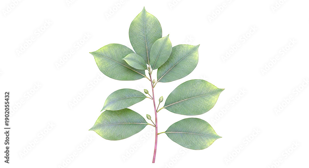 Fototapeta premium Green Plant Branch with Leaves and Buds