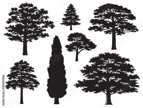 Tall tree shadow collection with strong vertical presence