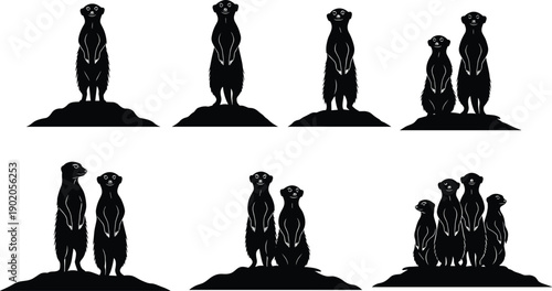 Set of meerkat silhouettes isolated on white background showing standing poses, social behavior, wildlife illustration, animal group, nature concept