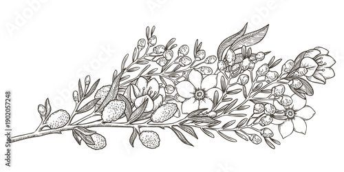 White willow and jasmine floral bouquet vector outline illustration. Sketch style botanical flowers with wildflower branch. Ideal for spring holiday decor greeting card design and Easter tradition.