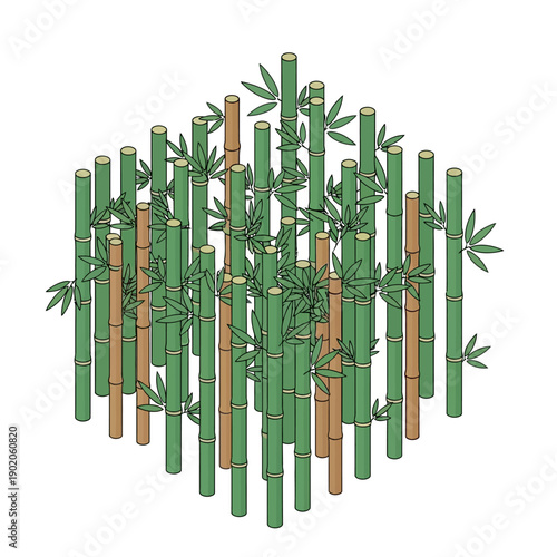 Cluster of green and brown bamboo stalks with leaves.