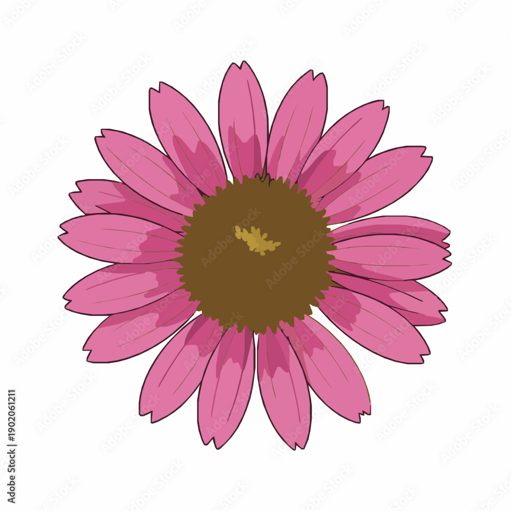 Fototapeta premium Echinacea flower for homeopathy flat vector illustration isolated on white background