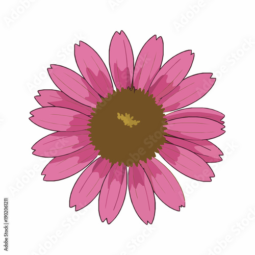 Echinacea flower for homeopathy flat vector illustration isolated on white background