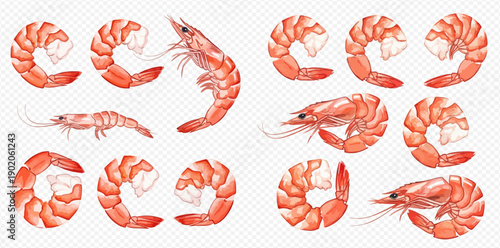 Watercolor illustration of fresh cooked shrimp and raw prawns, seafood collection on transparent background.