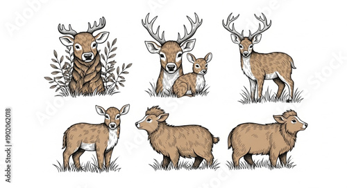 Collection of Hand Drawn Deer and Sheep Illustrations.