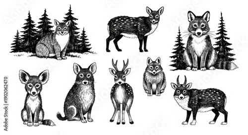 Collection of Hand Drawn Forest Animals and Trees.