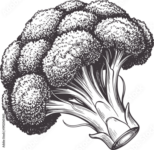 Black and of broccoli with intricate florets and stems vegetable