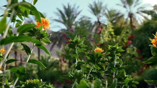 AlUla, Saudi Arabia – Peaceful Desert Oasis With Palm Groves, Green Gardens, Scenic Nature Landscapes