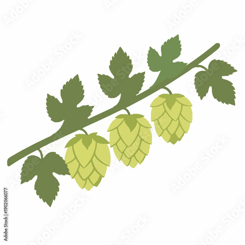 Hop twig with multiple ripe cones flat vector illustration isolated on white background
