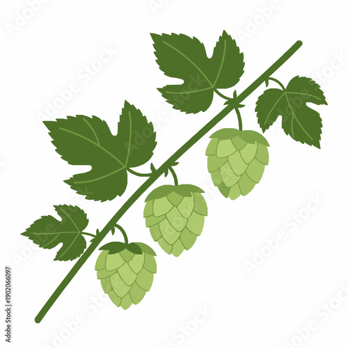 Ripe hop twig botanical flat vector illustration isolated on white background