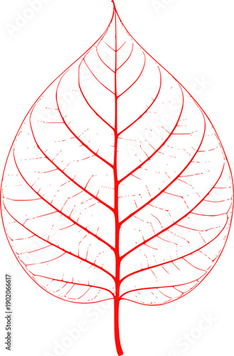 Single red leaf with intricate vein patterns veins natural