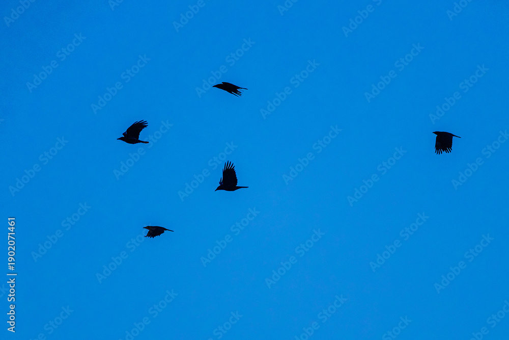 Fototapeta premium Raben im Abendlicht